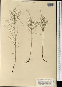 Equisetum arvense L., Mongolia (MONG) (Mongolia)
