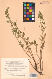 Artemisia stechmanniana Besser, Eastern Europe, Eastern region (E10) (Russia)