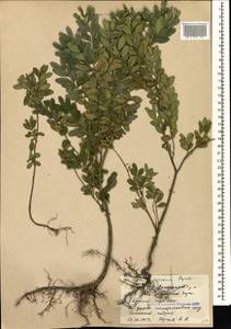 Buxus sempervirens L., Caucasus, Azerbaijan (K6) (Azerbaijan)