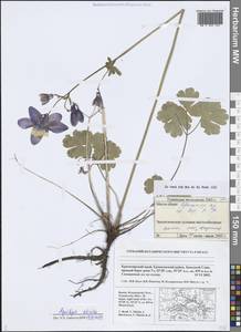 Aquilegia sibirica Lam., Siberia, Altai & Sayany Mountains (S2) (Russia)