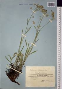 Bupleurum sibiricum Vest ex Roem. & Schult., Siberia, Yakutia (S5) (Russia)