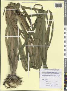 Sparganium erectum L., Caucasus, Black Sea Shore (from Novorossiysk to Adler) (K3) (Russia)