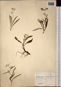 Bupleurum scorzonerifolium Willd., Siberia, Russian Far East (S6) (Russia)