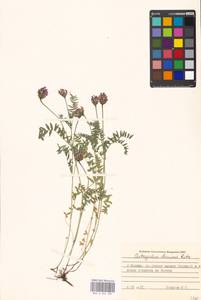 Astragalus danicus Retz., Eastern Europe, Moscow region (E4a) (Russia)