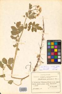 Cardamine yezoensis Maxim., Siberia, Russian Far East (S6) (Russia)