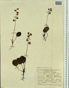 Pyrola asarifolia subsp. incarnata (DC.) A. E. Murray, Siberia, Yakutia (S5) (Russia)