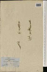 Hydrilla verticillata (L.f.) Royle, South Asia, South Asia (Asia outside ex-Soviet states and Mongolia) (ASIA) (Nepal)