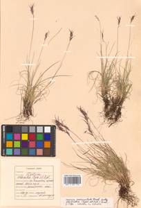 Festuca auriculata Drobow, Siberia, Russian Far East (S6) (Russia)