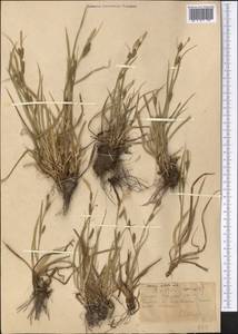 Carex diluta M.Bieb., Middle Asia, Northern & Central Tian Shan (M4) (Kazakhstan)