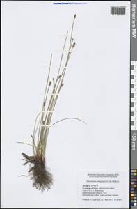 Eleocharis uniglumis (Link) Schult., Eastern Europe, Central region (E4) (Russia)