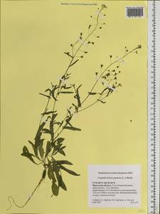 Capsella bursa-pastoris (L.) Medik., Siberia, Baikal & Transbaikal region (S4) (Russia)