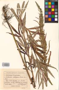 Artemisia selengensis Turcz. ex Besser, Eastern Europe, Volga-Kama region (E7) (Russia)