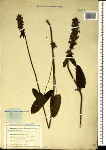 Betonica officinalis L., Crimea (KRYM) (Russia)