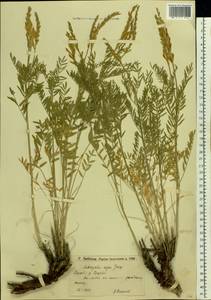 Astragalus asper Jacq., Eastern Europe, Lower Volga region (E9) (Russia)