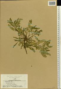 Astragalus danicus Retz., Eastern Europe, Central region (E4) (Russia)