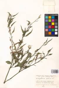 Raphanus sativus L., Eastern Europe, Moscow region (E4a) (Russia)