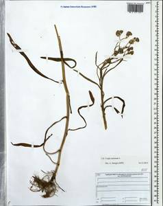 Crepis tectorum L., Eastern Europe, Central forest region (E5) (Russia)