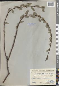 Salix acutifolia Willd., Eastern Europe, North Ukrainian region (E11) (Ukraine)