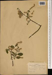 Salix bebbiana Sarg., Mongolia (MONG) (Mongolia)