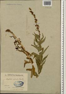 Digitalis ciliata Trautv., Caucasus, Stavropol Krai, Karachay-Cherkessia & Kabardino-Balkaria (K1b) (Russia)