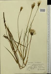 Tragopogon orientalis L., Eastern Europe, West Ukrainian region (E13) (Ukraine)