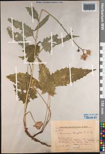 Saussurea triangulata Trautv. & C. A. Mey., Siberia, Russian Far East (S6) (Russia)