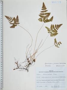 Gymnocarpium jessoense (Koidz.) Koidz., Siberia, Russian Far East (S6) (Russia)