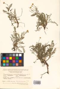 Tanacetum achilleifolium (M. Bieb.) Sch. Bip., Eastern Europe, Rostov Oblast (E12a) (Russia)