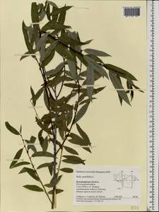 Salix acutifolia Willd., Eastern Europe, Central region (E4) (Russia)