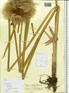 Typha glauca Godr., Eastern Europe, Central forest-and-steppe region (E6) (Russia)