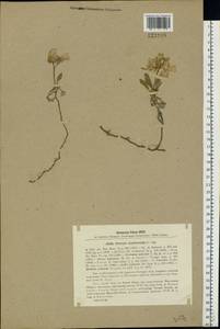 Parrya nudicaulis (L.) Regel, Eastern Europe, Northern region (E1) (Russia)