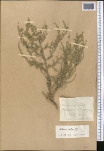 Artemisia oliveriana J. Gay ex DC., Middle Asia, Western Tian Shan & Karatau (M3) (Kyrgyzstan)