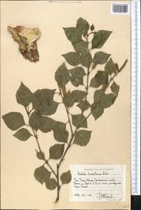 Betula tianschanica Rupr., Middle Asia, Western Tian Shan & Karatau (M3) (Kyrgyzstan)