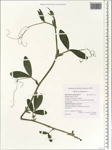 Lathyrus tingitanus L., Africa (AFR) (Portugal)