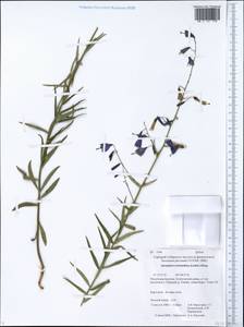 Adenophora stenanthina (Ledeb.) Kitag., Siberia, Baikal & Transbaikal region (S4) (Russia)