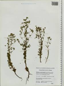Chamaerhodos erecta (L.) Bunge, Siberia, Baikal & Transbaikal region (S4) (Russia)