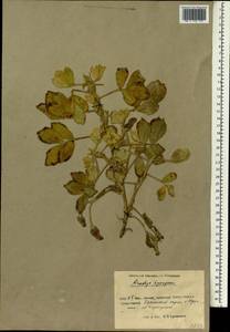 Arachis hypogaea L., South Asia, South Asia (Asia outside ex-Soviet states and Mongolia) (ASIA) (China)