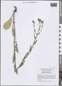 Jacobaea ferganensis (Schischk.) B. Nord., Eastern Europe, Middle Volga region (E8) (Russia)