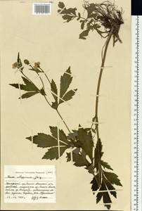 Geum aleppicum Jacq., Siberia, Russian Far East (S6) (Russia)