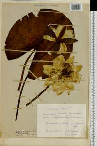 Nymphaea alba L., Eastern Europe, Volga-Kama region (E7) (Russia)