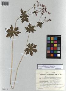 KUZ 000 302, Geranium albiflorum Ledeb., Siberia, Altai & Sayany Mountains (S2) (Russia)
