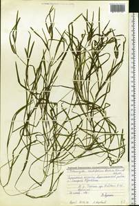 Potamogeton acutifolius Link ex Roem. & Schult., Eastern Europe, Volga-Kama region (E7) (Russia)