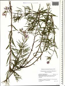 Chamaenerion colchicum (Albov) Steinb., Caucasus, Krasnodar Krai & Adygea (K1a) (Russia)