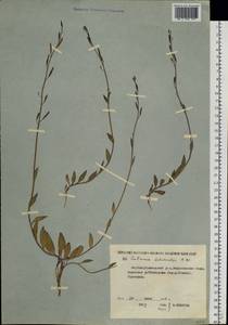 Eutrema edwardsii R. Br., Siberia, Yakutia (S5) (Russia)