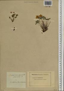 Paraquilegia anemonoides (Willd.) Engl. ex Ulbr., Siberia, Baikal & Transbaikal region (S4) (Russia)