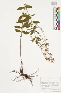Hypericum hirsutum L., Eastern Europe, Central region (E4) (Russia)