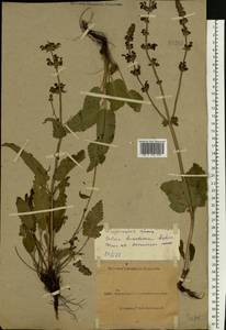 Salvia dumetorum Andrz. ex Besser, Eastern Europe, North Ukrainian region (E11) (Ukraine)