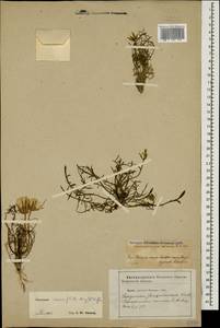 Scorzonera cana (C. A. Mey.) O. Hoffm., Caucasus, Azerbaijan (K6) (Azerbaijan)