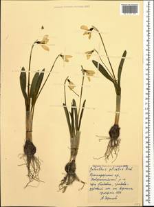 Galanthus plicatus M.Bieb., Caucasus, Black Sea Shore (from Novorossiysk to Adler) (K3) (Russia)