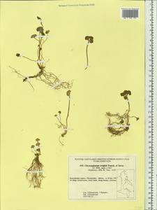 Chrysosplenium wrightii, Siberia, Chukotka & Kamchatka (S7) (Russia)